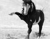Benson Strikes Out - Fine Art Wild Horse Photograph - Wild Horse - Black and White - Fine Art Print - Sand Wash Basin - Benson