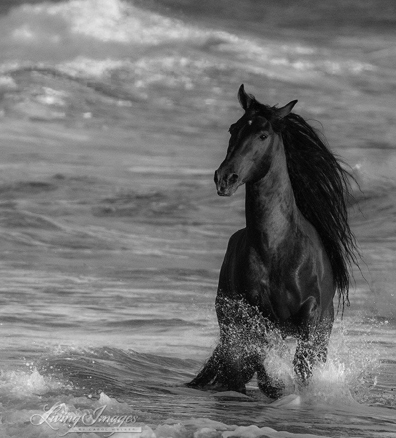 Horse Photography Andalusian Horse Ocean Print ocean Horse Etsy