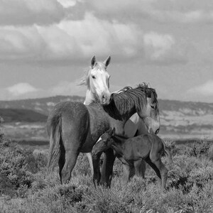 Wild Horse Photography Wild Adobe Town Mare and Foals Print Adobe Town Family image 4