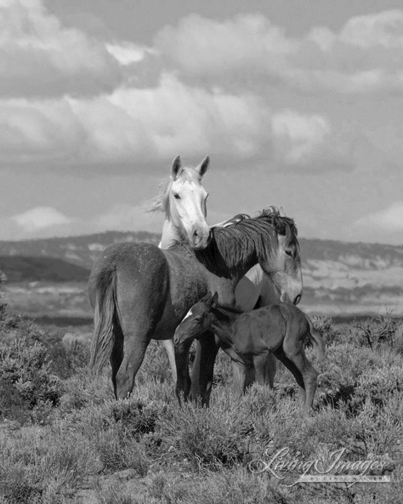 Wild Horse Photography Wild Adobe Town Mare and Foals Print Adobe Town Family image 4