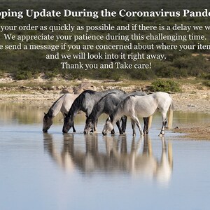 May include: Four horses, two white and two gray, drink from a shallow pool of water. The horses are in a field with dry grass and a blue sky in the background.