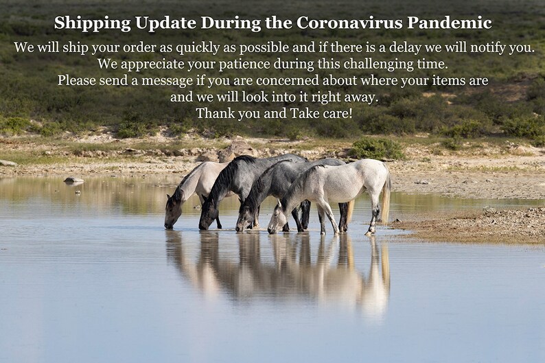 May include: Four horses, two white and two gray, drink from a shallow pool of water. The horses are in a field with dry grass and a blue sky in the background.