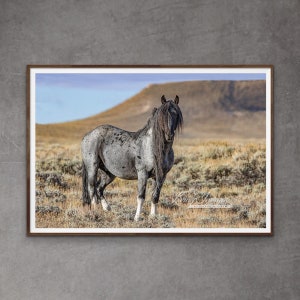 Wild Horse Photography Wild Roan Stallion Blue Zeus Print - “Wild Blue Roan Stallion in Front of the Bluff”