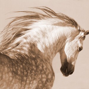 Horse Photography Dappled Gray Andalusian Stallion Print Spanish Stallion Tosses His Head image 6