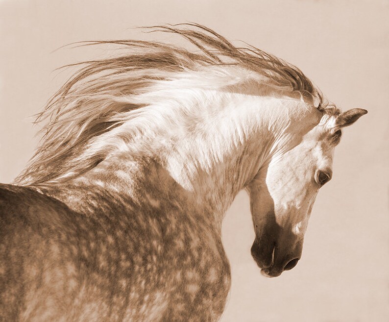 Horse Photography Dappled Gray Andalusian Stallion Print Spanish Stallion Tosses His Head image 6