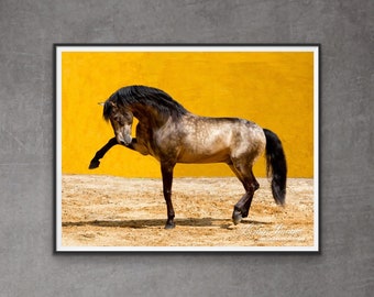 Horse Photography Buckskin Lusitano Stallion Print - “Lusitano Stallion”