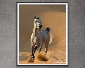 Horse Photography Gray Arabian Stallion Running - “Desert Stallion Runs Free”