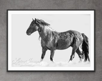 Wild Horse Photography Wild Blue Roan Stallion Blue Zeus Print - “Blue Zeus On the Move”