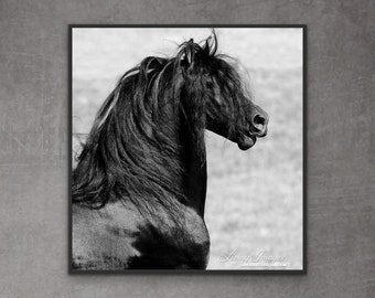 Horse Photography Black Friesian Stallion Print - “Stallion Calling”