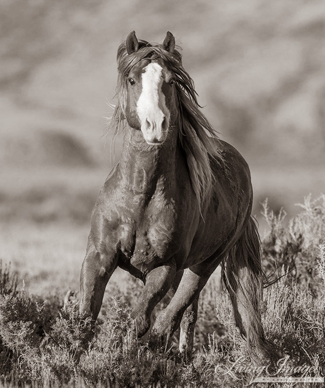 Wildes Pferd Fotografie Wild Sorrel Hengst Running Print | Etsy
