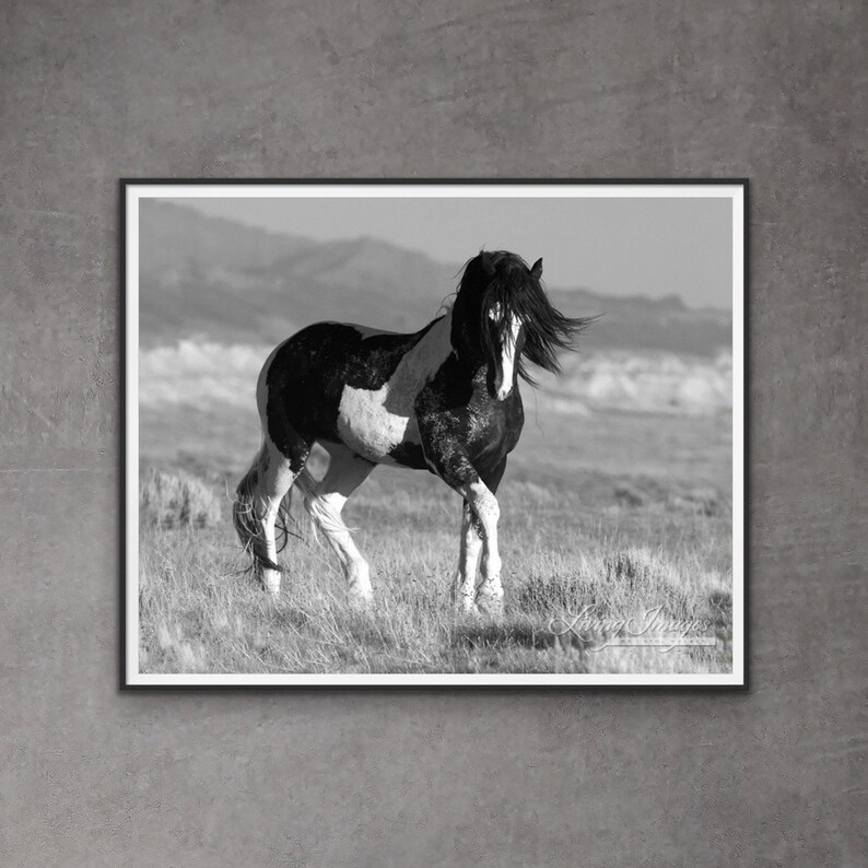 Wild Horse Photography Washakie Wild Pinto Stallion Print Black and White Stallion Walks immagine 1