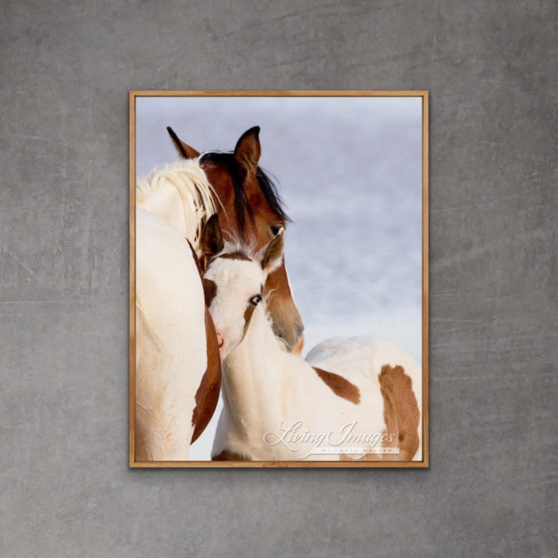 Wild Horse Photography Wild Horse Mare and Foal Print Nuzzle image 1