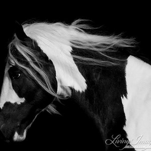 Horse Photography Black and White Gypsy Horse Print Dark Gypsy image 4