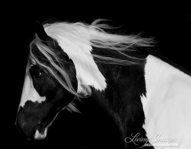 Horse Photography Black and White Gypsy Horse Print Dark Gypsy image 4