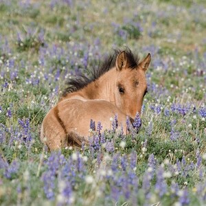 Wild Horse Photography Pryor Mountain Wild Foal Flowers Print Foal in the Lupine image 4