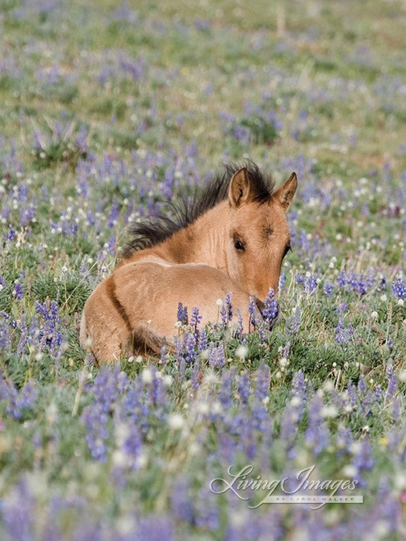 Wild Horse Photography Pryor Mountain Wild Foal Flowers Print Foal in the Lupine image 4