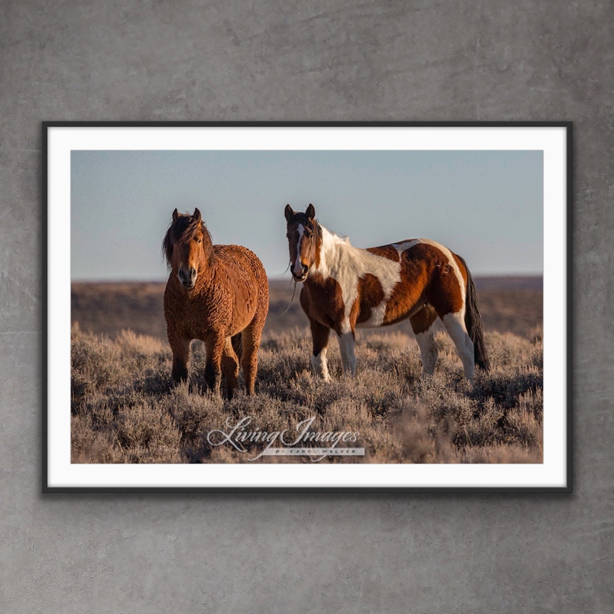 “Wild Curly and Pinto” Wild Horse Photography Wild Curly Mare and Pinto Mare Print
