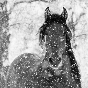 Horse Photography Bay Andalusian Horse Falling Snow Print Snow Stallion image 5