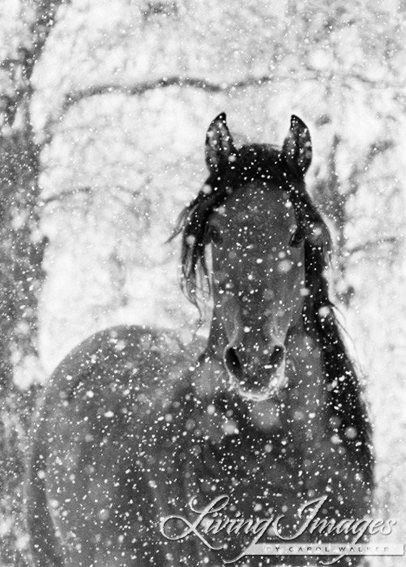 Horse Photography Bay Andalusian Horse Falling Snow Print Snow Stallion image 5