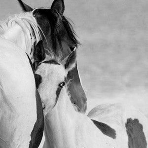 Wild Horse Photography Wild Horse Mare and Foal Print Nuzzle image 5