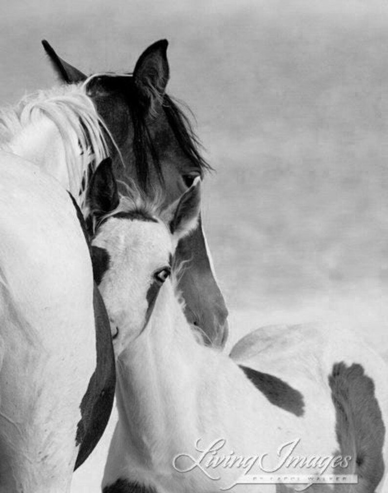 Wild Horse Photography Wild Horse Mare and Foal Print Nuzzle image 5