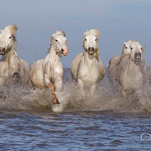 Wild Horse Photography White Camargue Horses Print Camargue Horses Running image 5