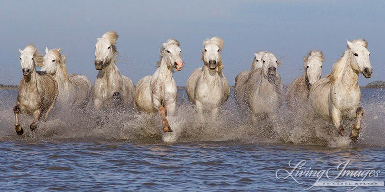 Wild Horse Photography White Camargue Horses Print Camargue Horses Running image 5