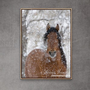 Horse Photography Bay Andalusian Horse Falling Snow Print Snow Stallion image 1