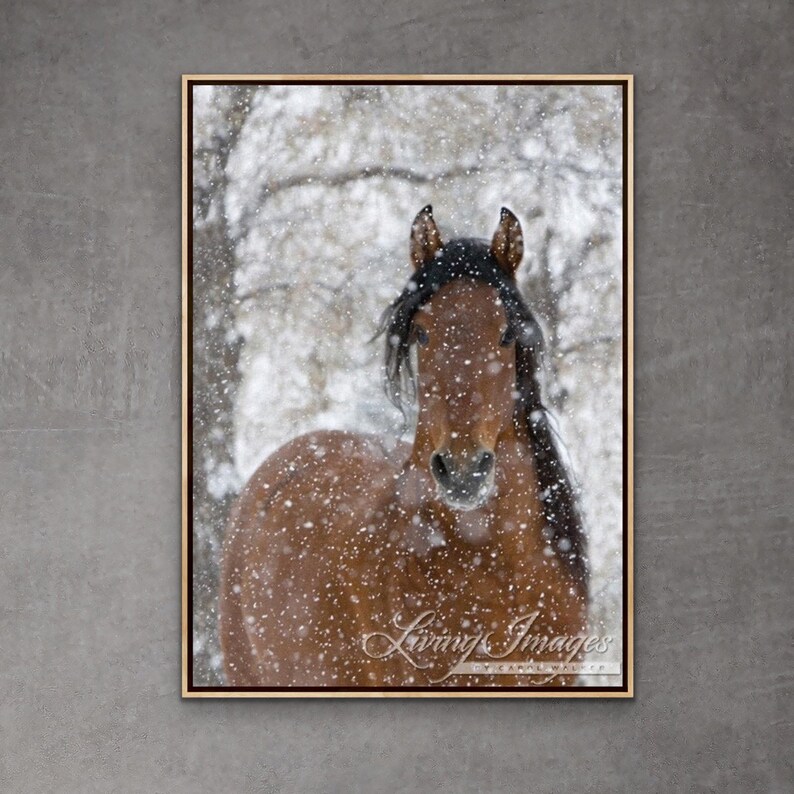 Horse Photography Bay Andalusian Horse Falling Snow Print Snow Stallion image 1