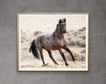 Wild Horse Photography Wild Adobe Town Horse Print - “Bay Roan Stallion Runs”