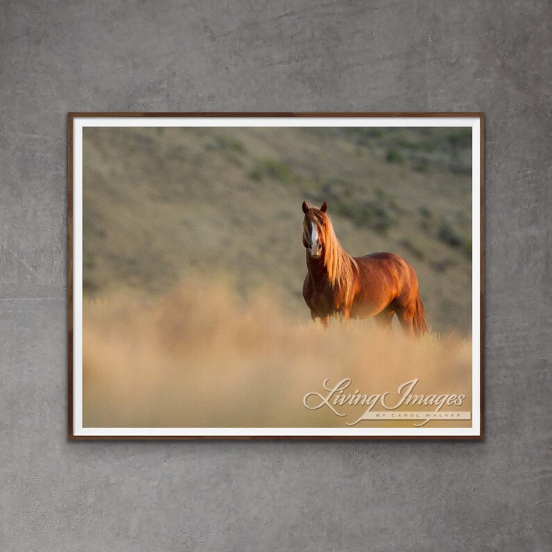 Wild Horse Photography Wild Adobe Town Sorrel StallionPrint Sunrise Stallion image 1