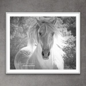 Horse Photography White Spanish Stallion Print- “The White Stallion’s Mane II”