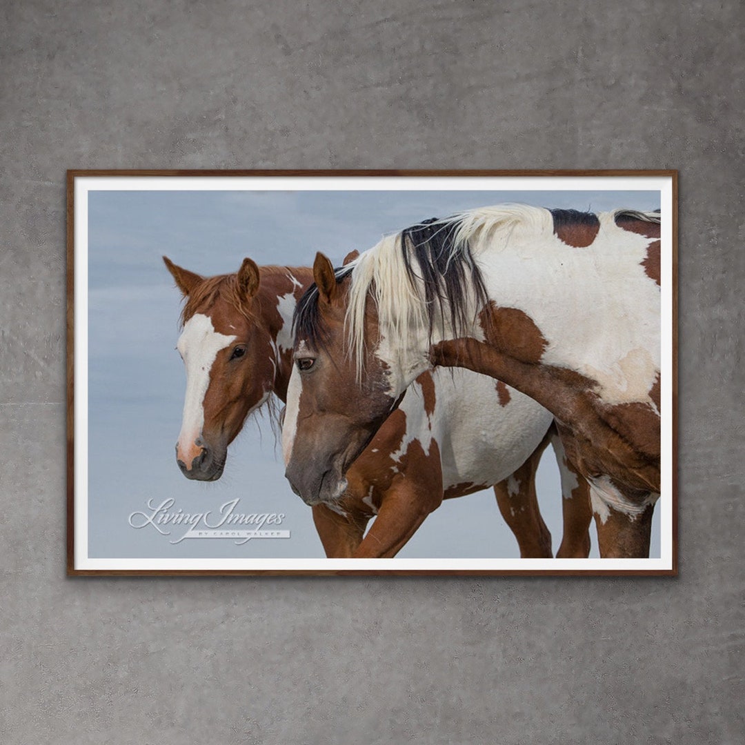 Wild Horse Photography Wild Horse Wall Art Picasso Sand Wash