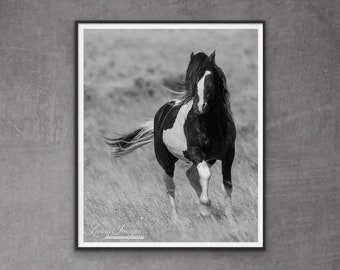 Wild Horse Photography Washakie Horse Print - “Washakie Approaches”