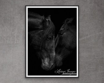 Horse Photography Black Andalusian Horse Print - “The Stallion and the Mare”