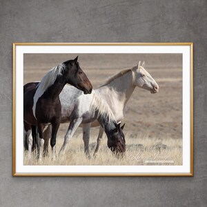 Wild Horse Photography Red Desert Mares Hera Horse Print - “Three Colorful Wild Mares”