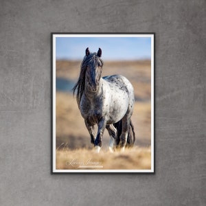 Wild Horse Photography Wild Roan Stallion Blue Zeus Print - “Blue Zeus”