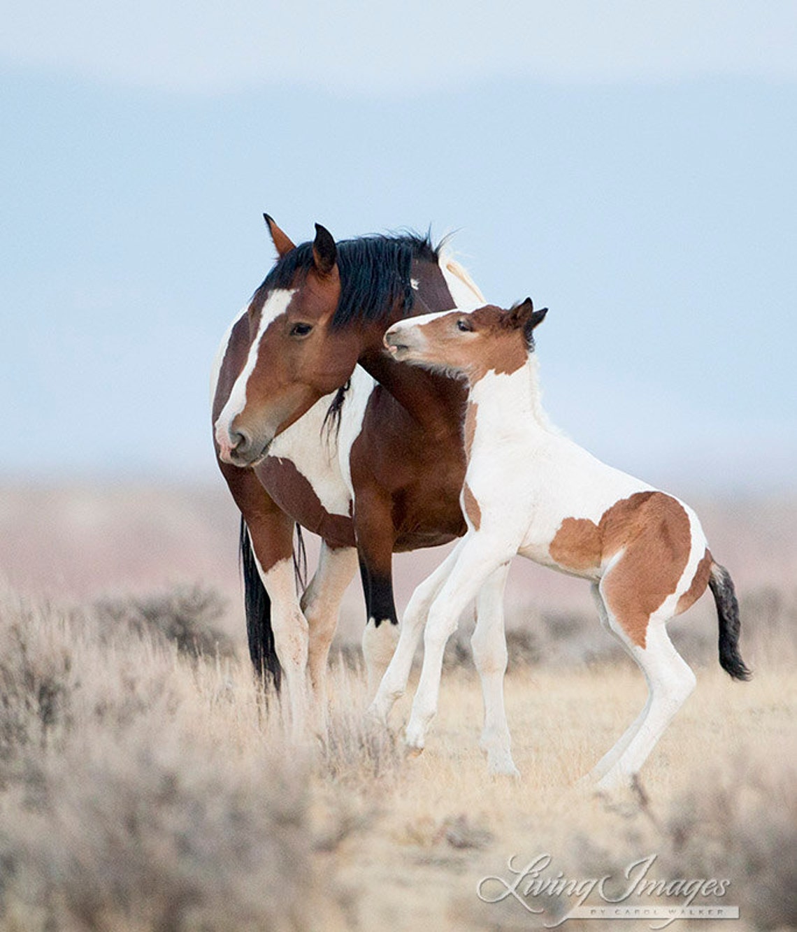 Wild Horse Photography Wild Mare and Foal Print - “dancing at Dawn” - Etsy