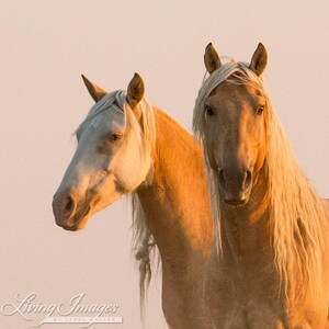 Cheyenne and Corona at Dawn - Fine Art Wild Horse Photograph - Wild Horse - Corona - Sand Wash Basin