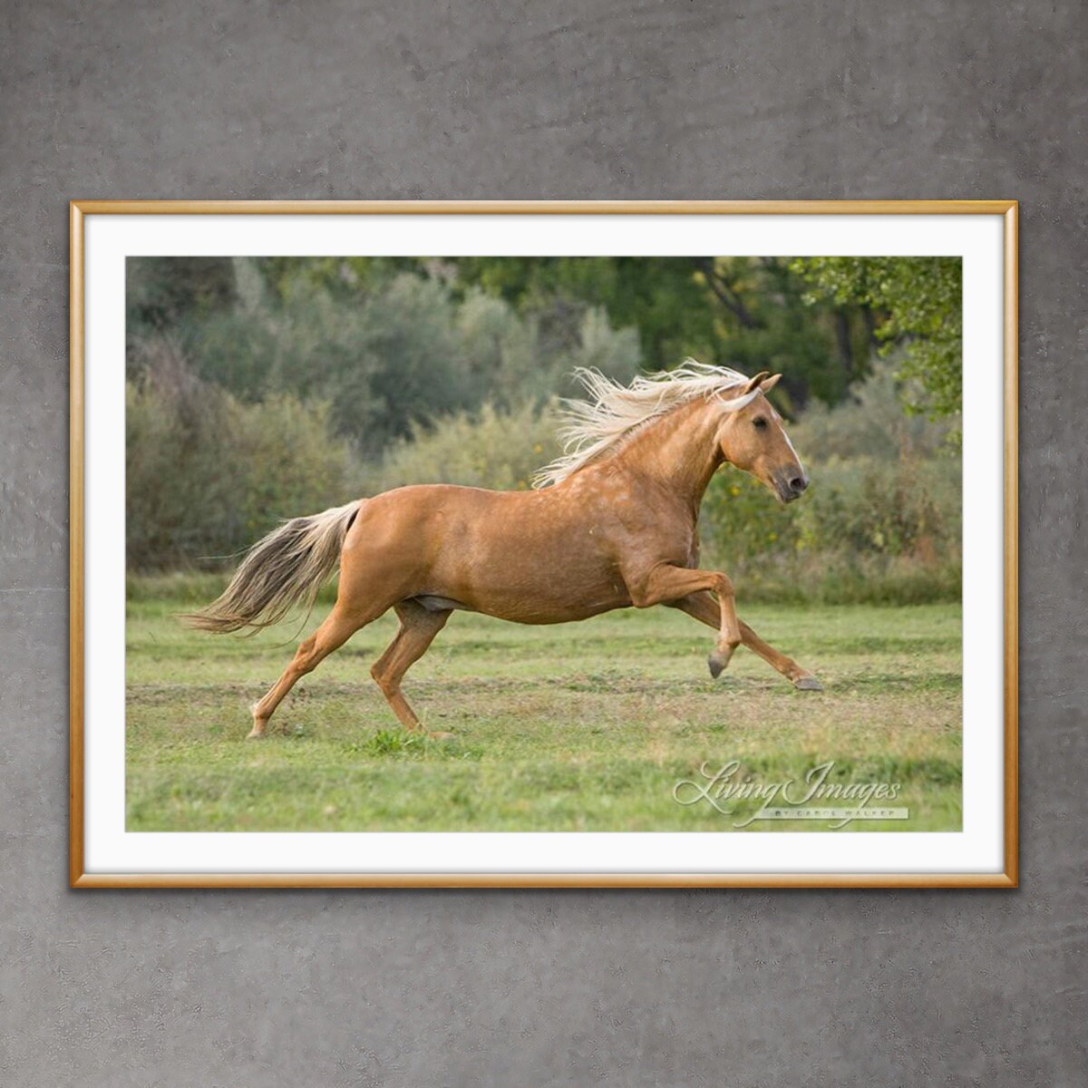 Golden Connection! Ed Mr. The Like Facts, Fun 10 Horse: Palomino アナログ4枚セット帯なしの為特価 Palominos 洋楽