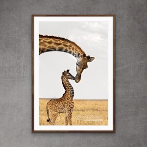 Wildlife Photography Giraffe Nursery Print - “Giraffe&#39;s First Kiss”