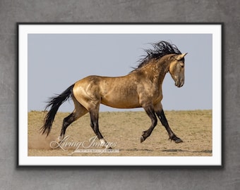 Wild Horse Photography Wild Stallions Released Adobe Town Print “Leaping to Freedom”