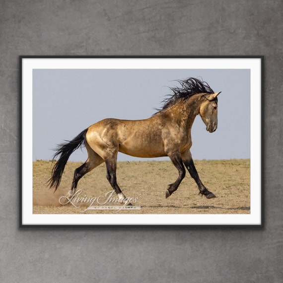 Sooty Buckskin Wild Horse Islands