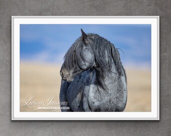 Wild Horse Photography Wild Blue Roan Stallion Blue Zeus Print - “Into the Blue”