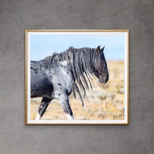 Wild Horse Photography Wild Blue Roan Horse Blue Zeus Print - “Wild Blue Roan Stallion Walks”