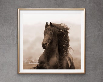 Horse Photography Black Friesian Stallion Equine Print - “War Horse”