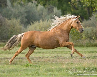 Caballo Couleur Palomino Fotografía De Caballos Palomino Peruano