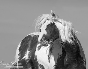 Thor's Head Shake - Fine Art Wild Horse Photograph