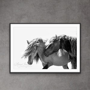 Wild Horse Photography Wild Sable Island Stallions Print - “Two Sable Island Stallions VI”