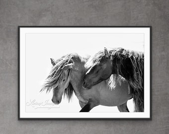 Wild Horse Photography Wild Sable Island Stallions Print - “Two Sable Island Stallions VI”